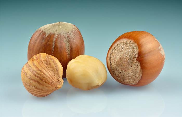 Harvesting of Hazelnuts for Hazelnut Creamer